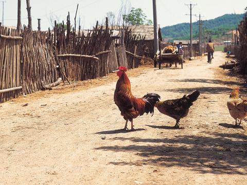 Backyard poultry