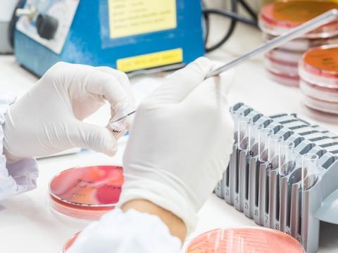 Bacterial culturing in the lab