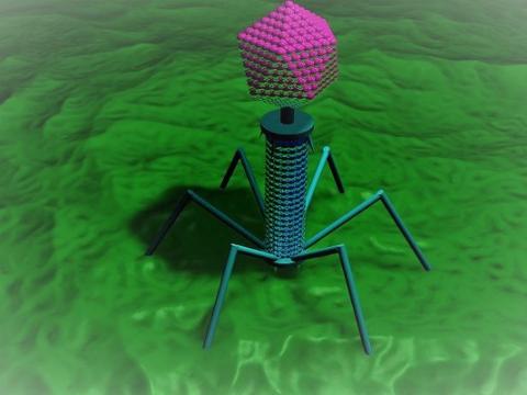 Bacteriophage illustration
