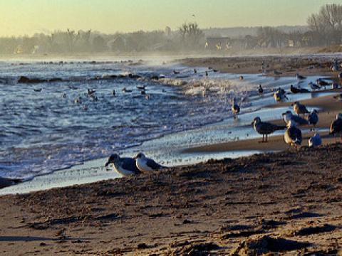 Baltic gulls