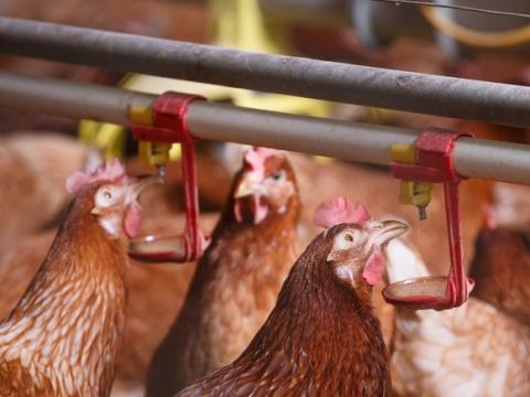 Barn chickens