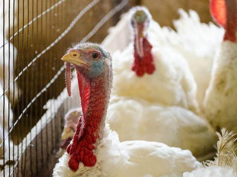 Barn turkeys