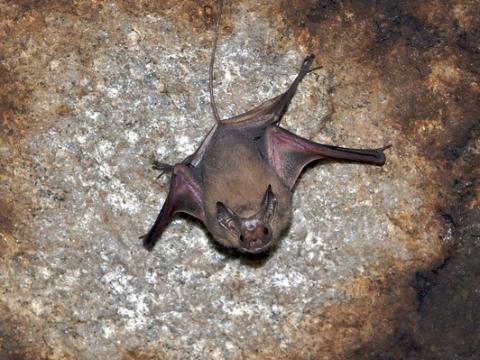 Bat in cave