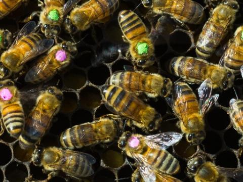 Bees