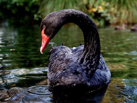 Black swan