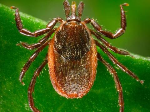 Black-legged tick