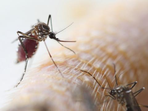 Blood-fed Aedes mosquito