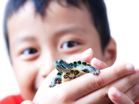 Boy with turtle