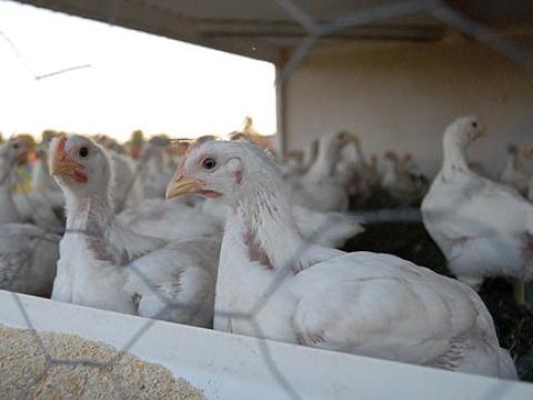 Broiler Chickens