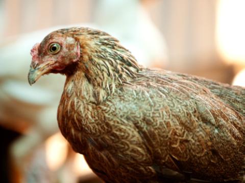 Brown chicken