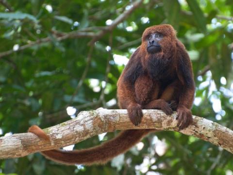 Brown howler monkey