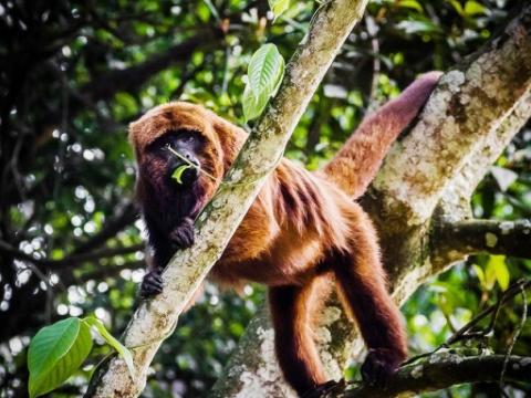 Brown monkey