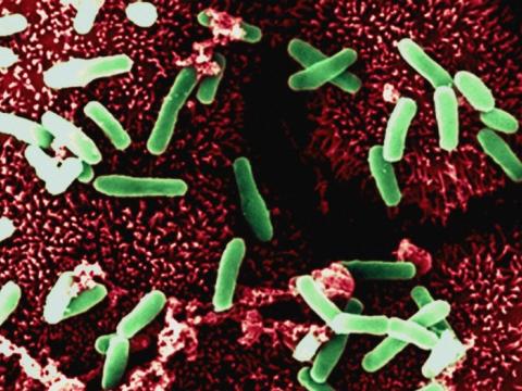 Clostridium difficile