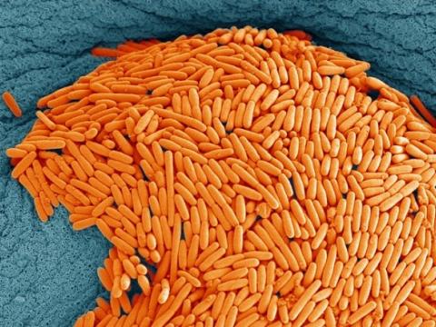 Clostridium difficile