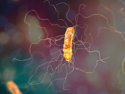 Clostridium difficile bacteria