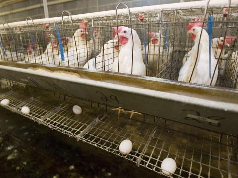 Caged laying hens