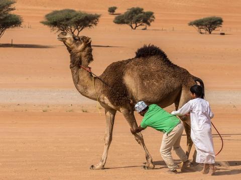 Camel and handlers