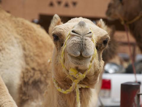Camel
