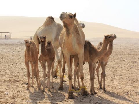 Camel herd