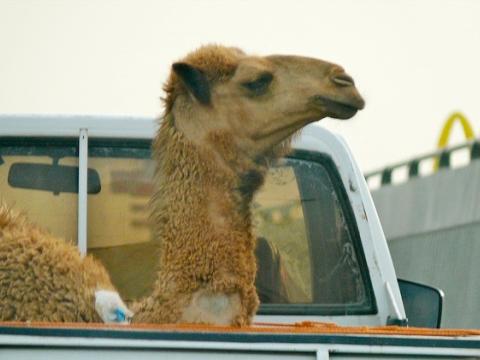 Camel in truck