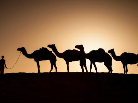 Camels at sunset