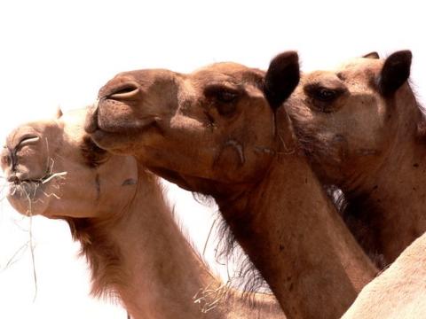 Three camel heads
