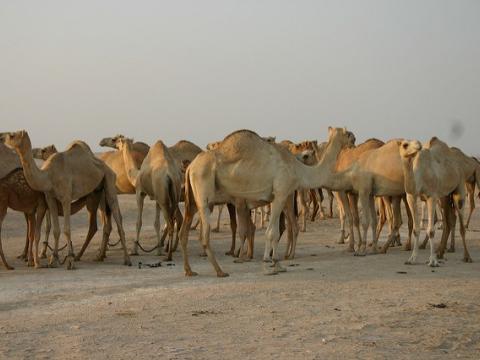 Camels