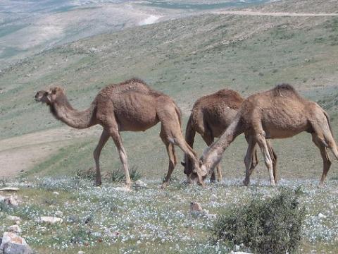 Camels in Negev Desert