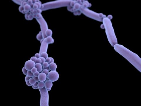 Candida fungus