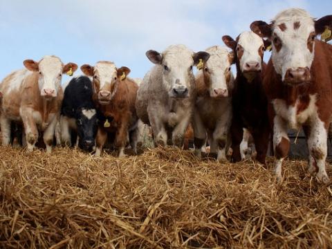 Cattle lineup