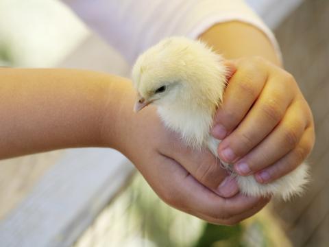 Salmonella outbreak has been linked to a New Mexico Hatchery