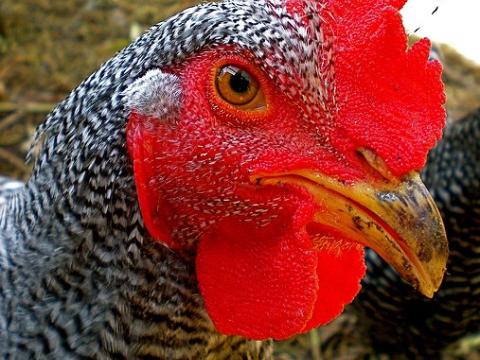 Chicken