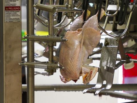 Chicken carcass on assembly line