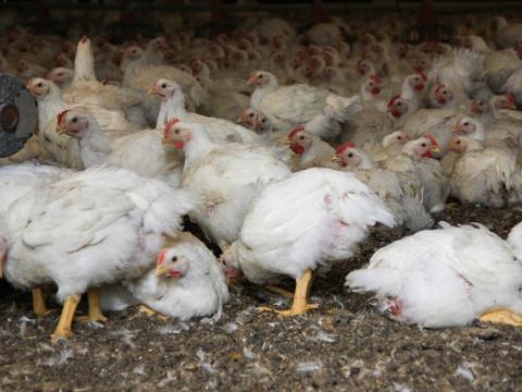 Chicken barn