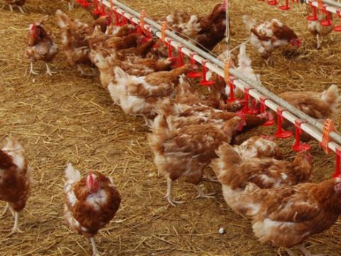 Chickens in barn