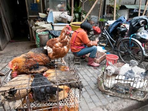 Chicken defeathering