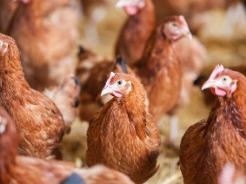 Chicken farm