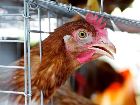 Caged chicken