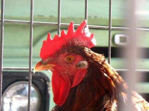 Chicken in truck cage