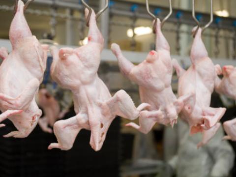 Chicken inspection line