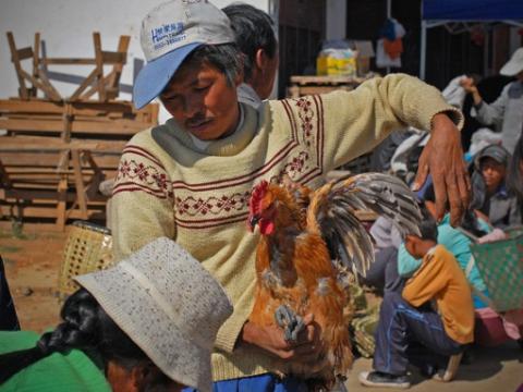 Chicken selling