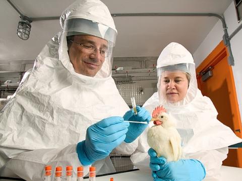Chicken throat swab