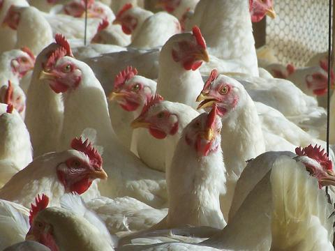 Chickens in barn