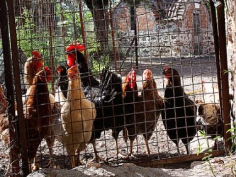 Chickens in Greece