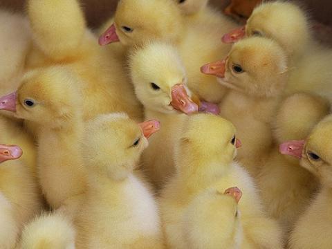 Chicks
