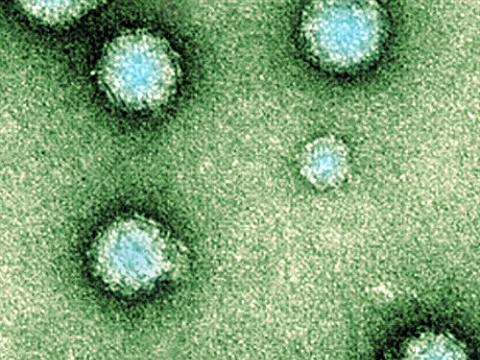 Chikungunya viruses