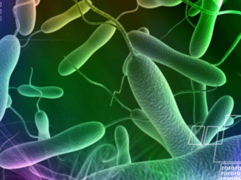 Vibrio cholerae