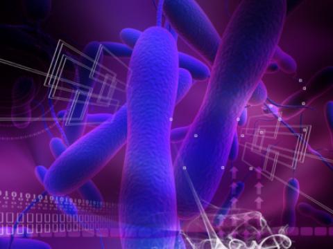 Cholera bacteria