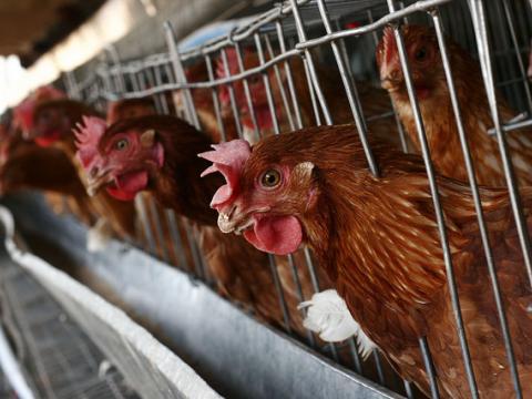 Commercial chicken farm