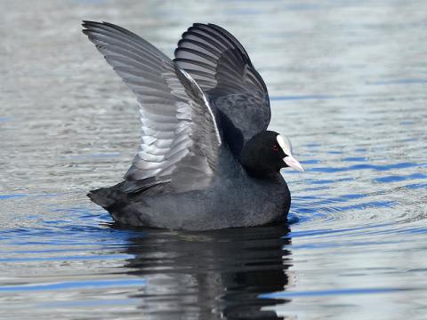 Coot